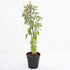 Krishna Tulsi Plant (Shyam Tulsi)